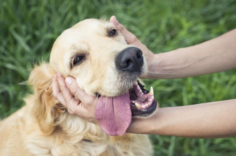 SPOKANE’S BEST PET SITTER