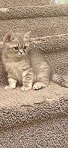 SCOTTISH STRAIGHT KITTENS