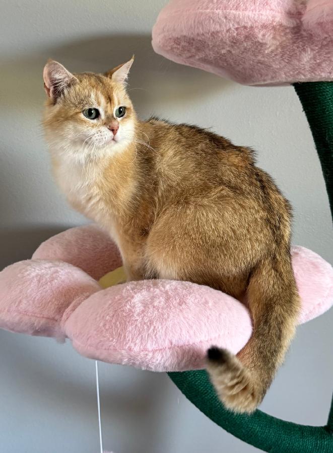 BRITISH CATS ARE SEEKING NEW HOMES
