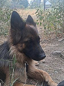 PUREBRED FEMALE GERMAN SHEPHERD 
