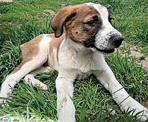 REHOMING LGD PUPPIES