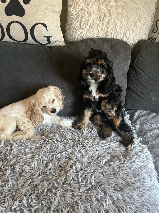 AMERICAN COCKER SPANIEL PUPPIES