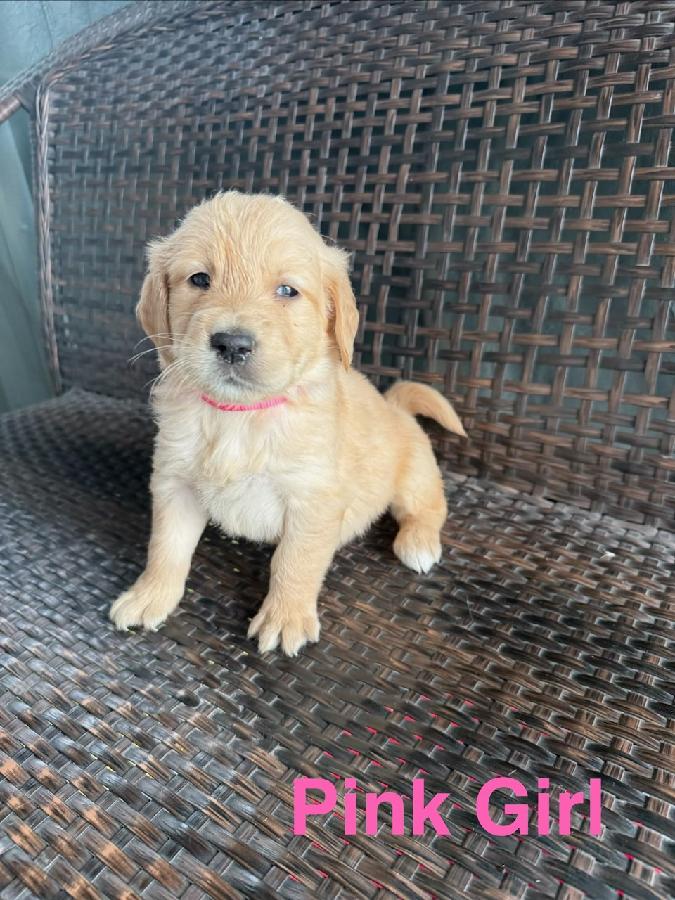 PUREBRED GOLDEN RETRIEVER PUPPIES