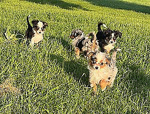 TOY AUSTRALIAN SHEPHERD PUPPIES
