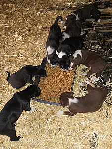 BORDER COLLIE/ CATAHOULA PUPPIES
