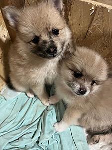 PUREBRED POMERANIAN PUPPIES