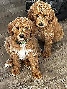 AKC STANDARD POODLE PUPPIES 