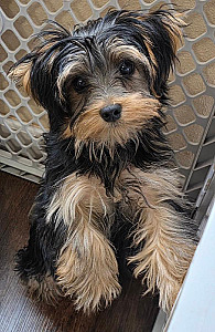 YORKSHIRE TERRIER MALE PUPPY