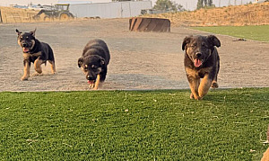 BEAUTIFUL GERMAN SHEPHERD PUPPIES