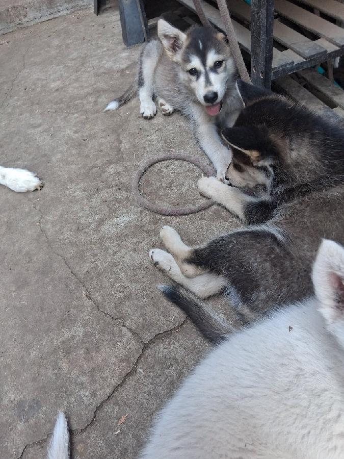 WOLF/ HUSKY PUPPIES