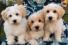 ONLY THREE COTONPOO’S LEFT!