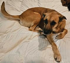 LOST DOG - PLEASE HELP US FIND ZIGGY