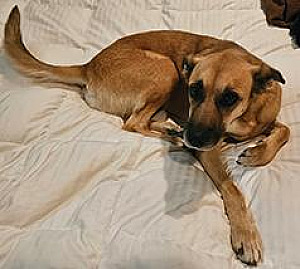 LOST DOG - PLEASE HELP US FIND ZIGGY