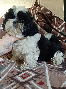 GORGEOUS AKC SHIH TZU PUPPIES