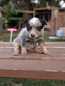BEAUTIFUL HEELER PUPPIES 