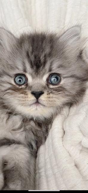 SCOTTISH STRAIGHT KITTENS AVAILABLE NOW!