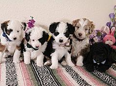 MINIATURE AUSSIEDOODLE PUPPIES 