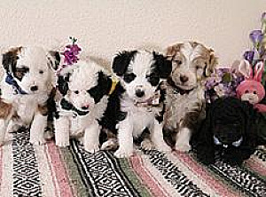 MINIATURE AUSSIEDOODLE PUPPIES 
