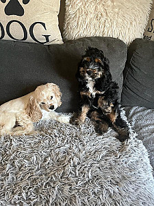 AMERICAN COCKER SPANIEL PUPPIES