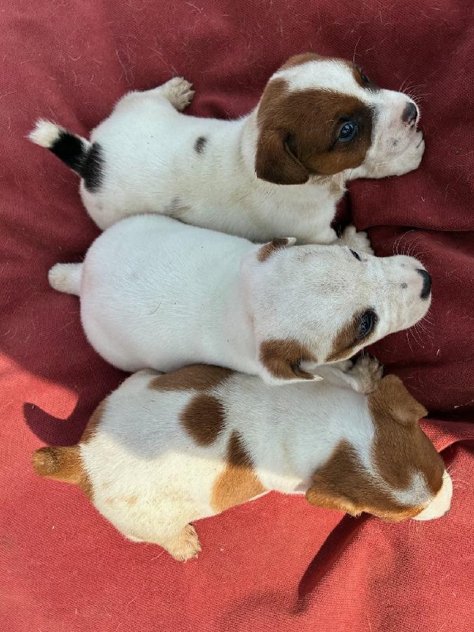 REG. CKC JACK RUSSELL PUPPIES 