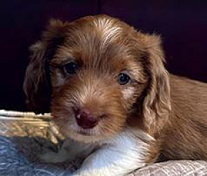 MINI DACHSHUND PUPPIES FOR ADOPTION