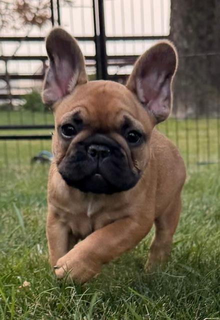 AKC FRENCH BULLDOG PUPPIES 