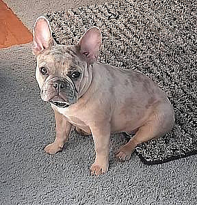 AKC RETIRED FRENCH BULLDOG