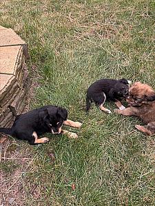 CUTE TERRI-CHI-POO-POM PUPPIES 
