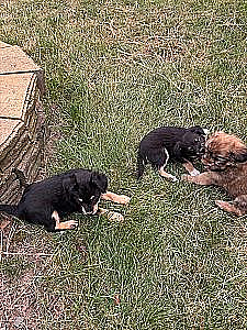 CUTE TERRI-CHI-POO-POM PUPPIES 