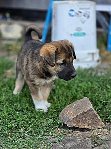GUARDIAN PUPPIES