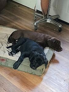 LAB/ NEWFY-BERNESE PUPPIES 