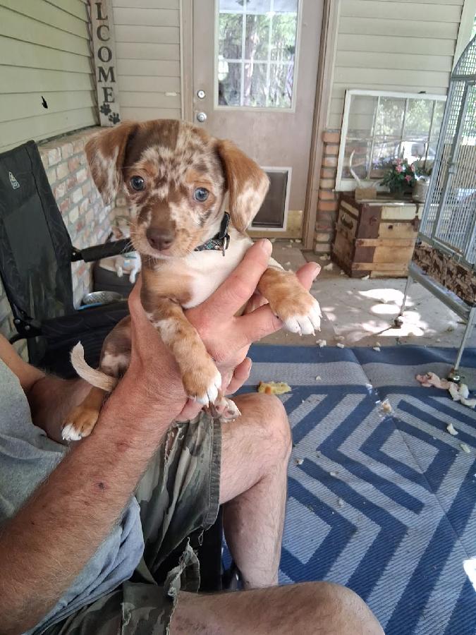 CHIWEENIE FEMALE PUPPY