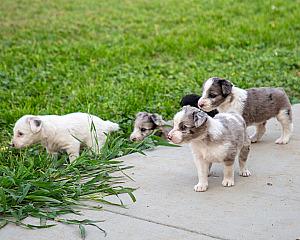 RANCH RAISED IDAHO SHAG CROSS PUPPIES 