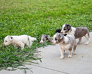 RANCH RAISED IDAHO SHAG CROSS PUPPIES 