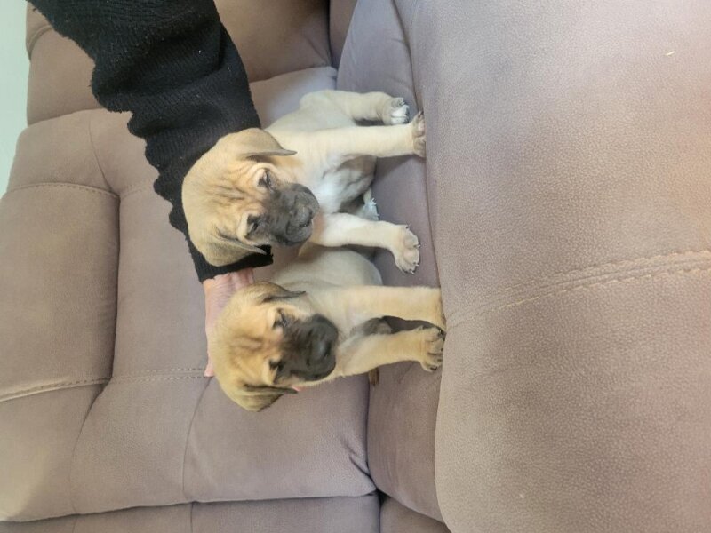 GLADIATOR MASTIFF PUPPIES ARE HERE!