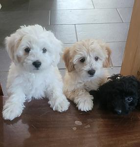 ADORABLE MALTESE POODLE MIX PUPPIES