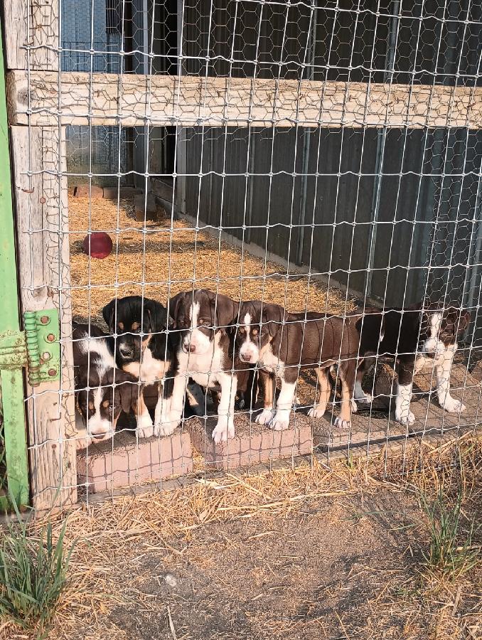 BORDER COLLIE CATAHOULA CROSS 