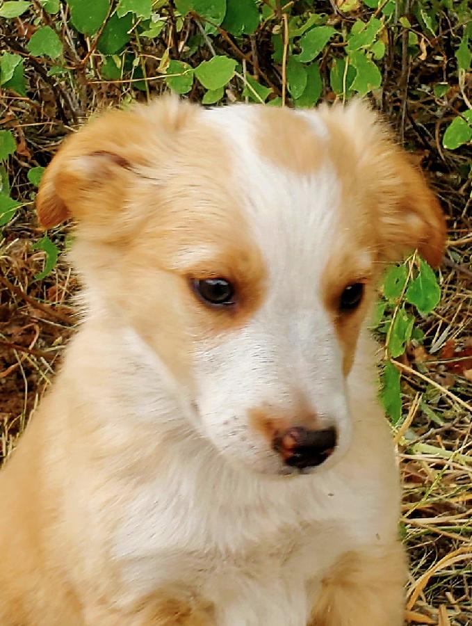 BORDER COLLIE PUPPIES 