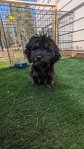HAVANESE POODLE MALE PUPPY