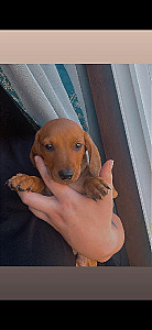 RED MALE DACHSHUND PUPPY