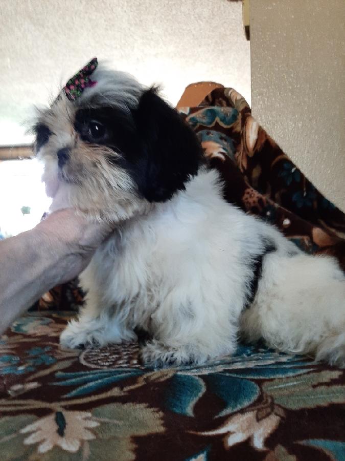 PRECIOUS SMALL AKC SHI TZU PUPPIES