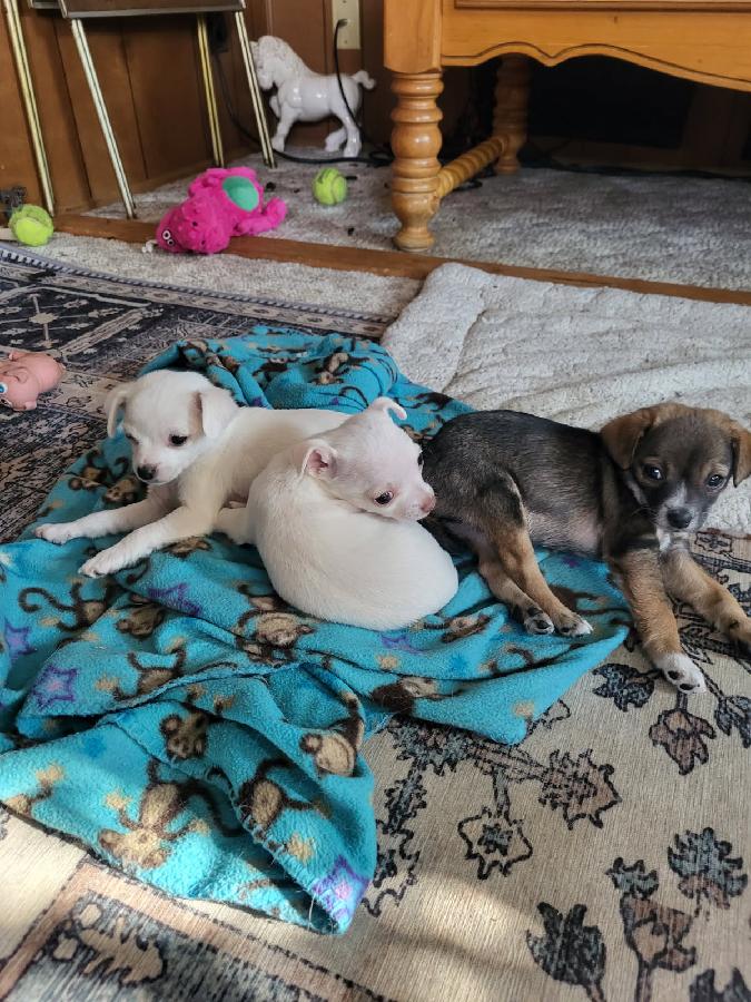 CHI-CHI PUPPIES