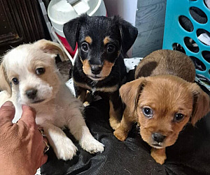 SHITZU CHIWEENIE PUPPIES