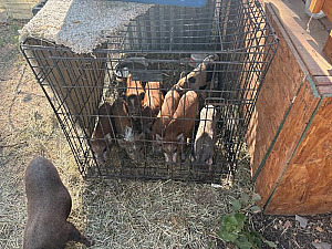 MINI PIGS MAKE GREAT PETS