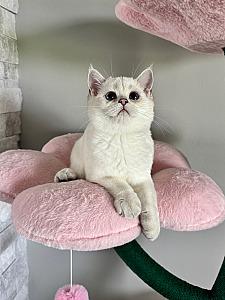 SHORTHAIR BRITISH CATS 
