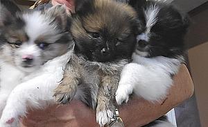POMERANIAN PUPPIES 