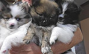 POMERANIAN PUPPIES 