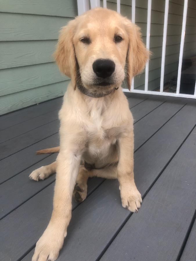 AKC GOLDEN RETRIEVER MALE PUPPY NEEDING A HOME