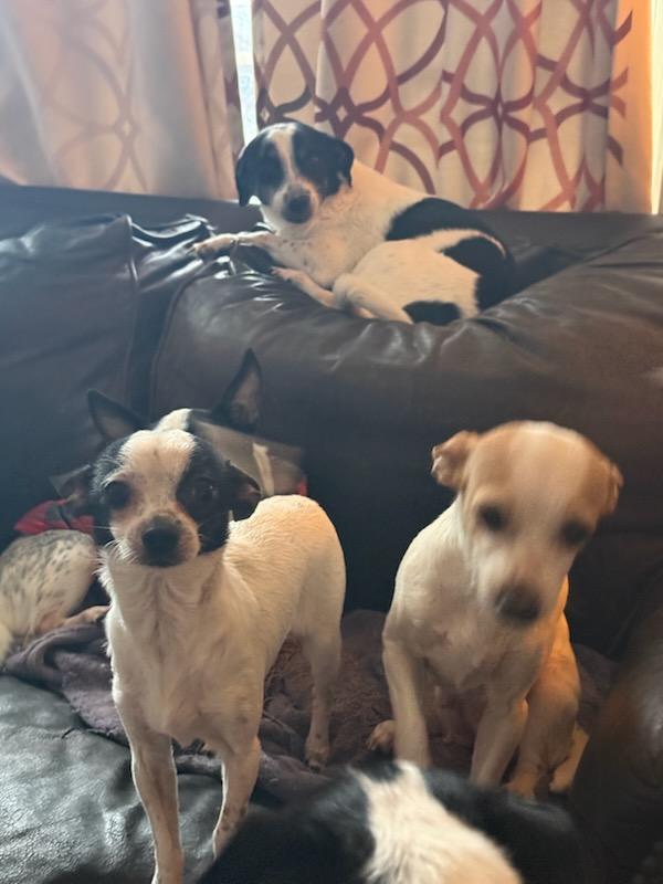 RAT TERRIERS/ JACK RUSSELLS/ CHIHUAHUAS PUPPIES