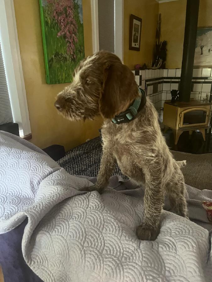 AKC WIREHAIRED POINTING GRIFFON MALE PUPPY